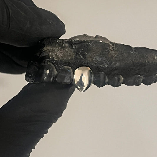 Silver Top Single Fang